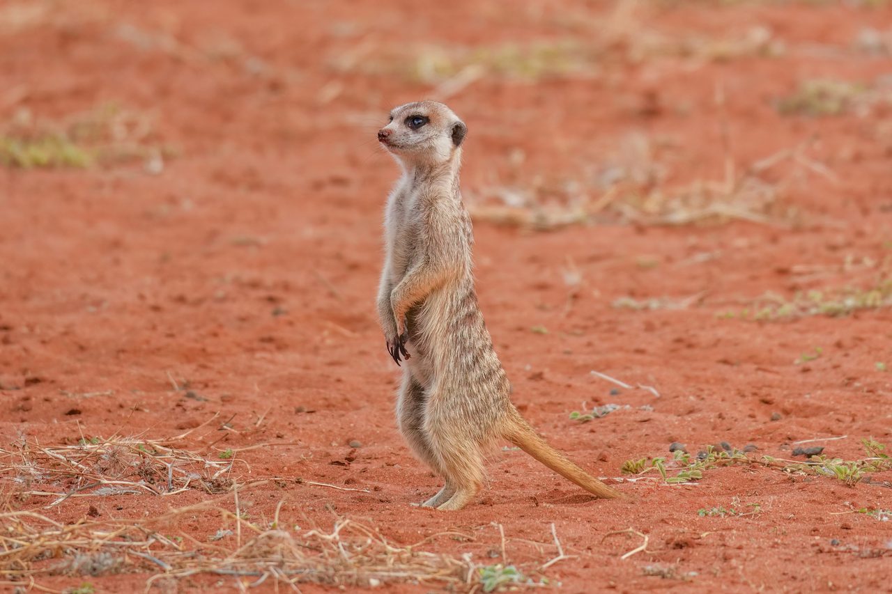 A meerkat standing on its hind legs, scanning the horizon